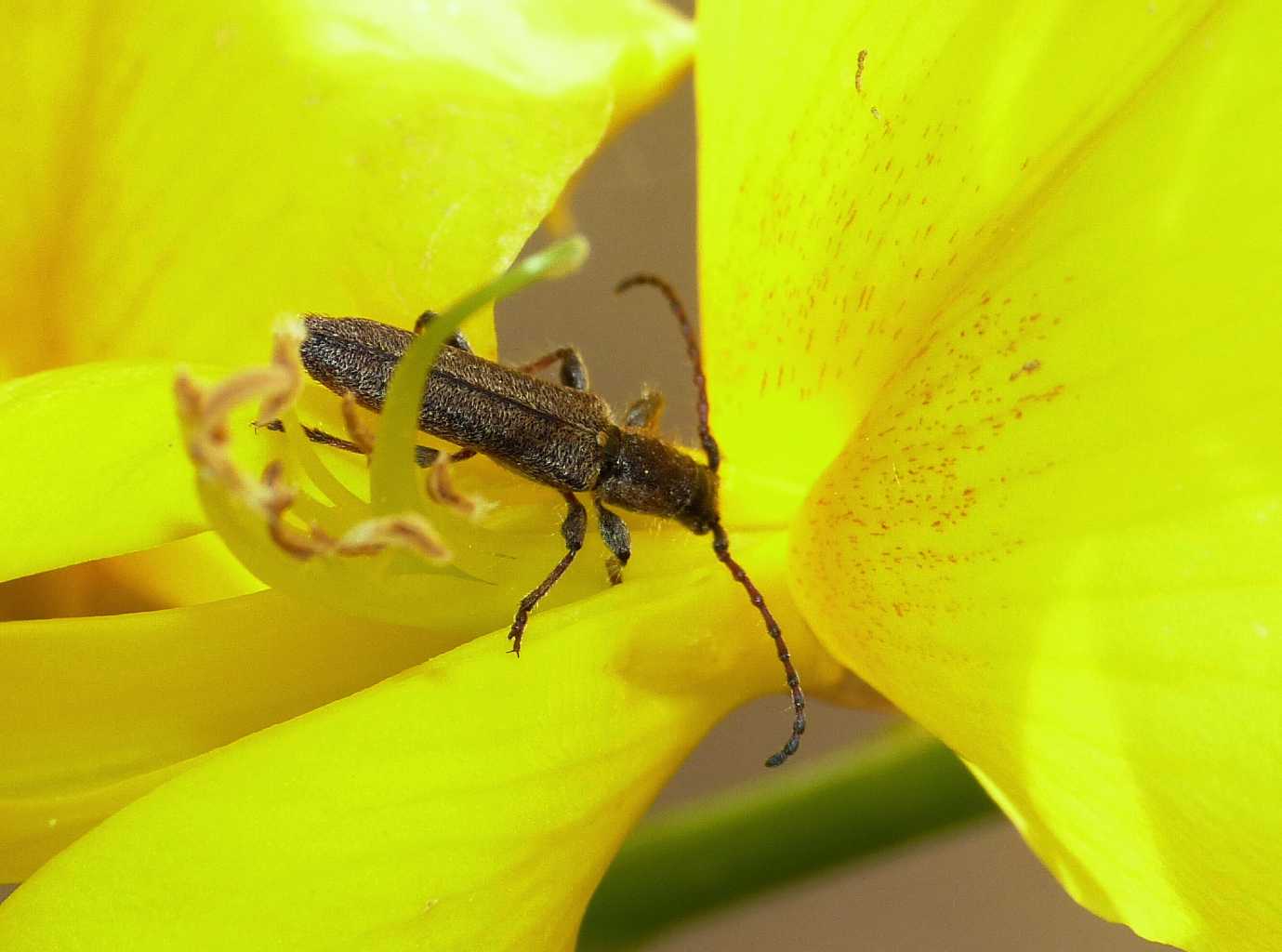 Deilus fugax (?) in accoppiamento